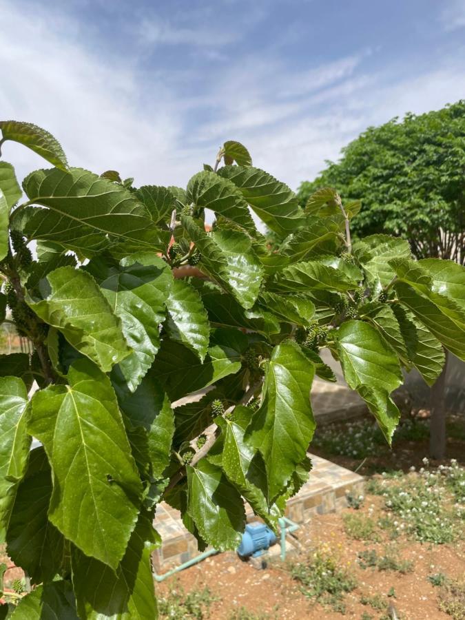 مزرعة النجم Najem Farm Villa Al-Qasr Bagian luar foto